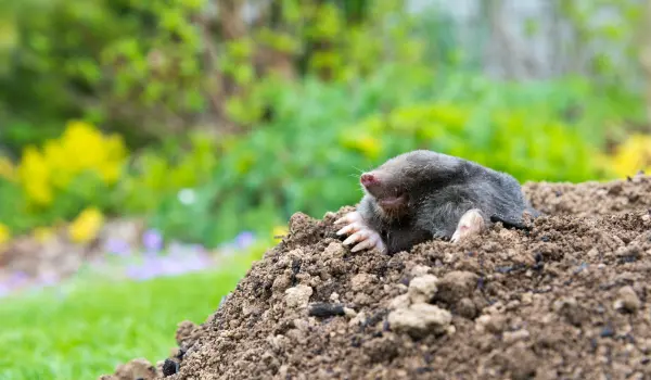 Mole pokes head out of ground. Contact Twin Forks Pest Control® for your mole and vole extermination needs.