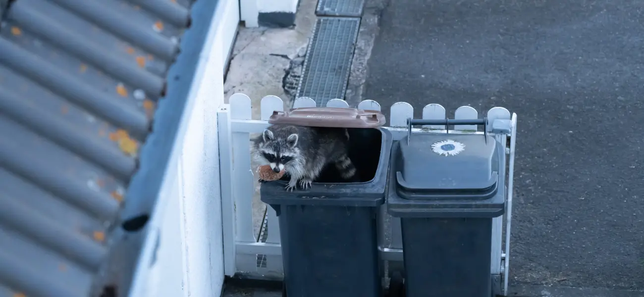 A raccoon steals food from a Long Island garbage bin. Nuisance wildlife can be a big headache, but thankfully Twin Forks Pest Control® can help.