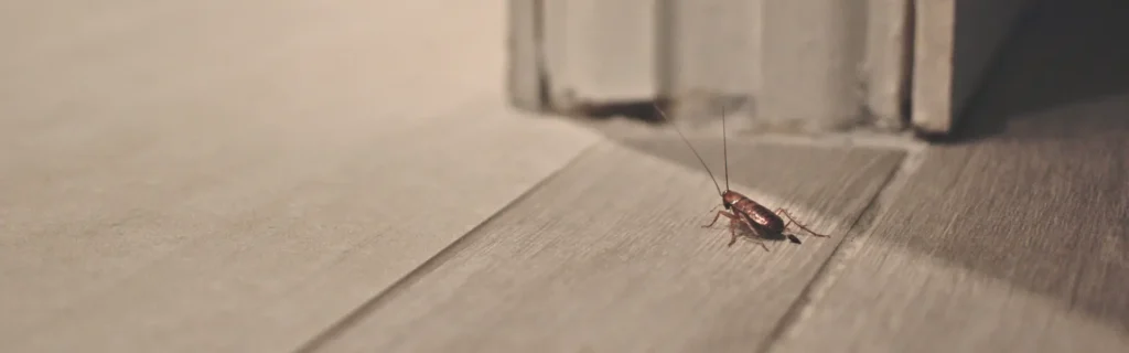 A cockroach wondering on the floor. Twin Forks Pest Control® offers pest protection plans to eliminate pests year-round.