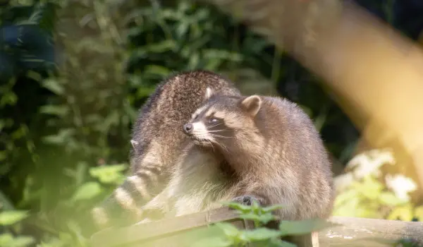 Raccoons crawling along Long Island property. Contact Twin Forks Pest Control® to get rid of raccoons today.