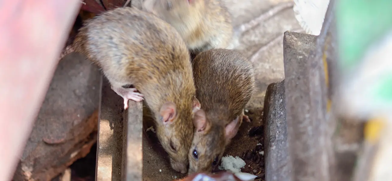 Brown rats in search of food outside of a Long Island restaurant