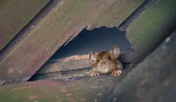 A roof rat peering through a hole in an a garage. Contact Twin Forks Pest Control® to get rid of rodents from your Long Island home or business.