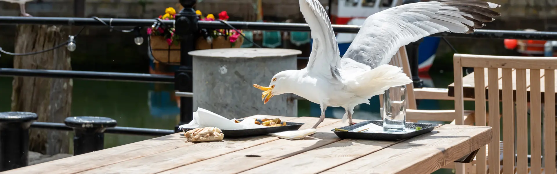 Pest Control Services in Suffolk County NY | Twin Forks