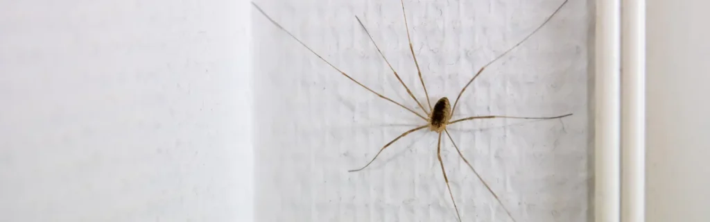 A long-legged spider crawling a bathroom wall. Twin Forks Pest Control® offers professional spider control services in Long Island, New York.