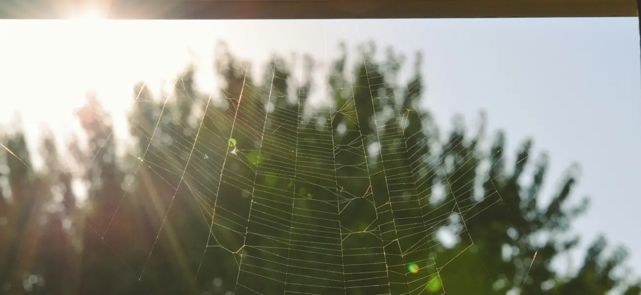 A spider web in the entrance of a Long Island home. Let Twin Forks Pest Control® get rid of unwanted spiders from your home or business today.