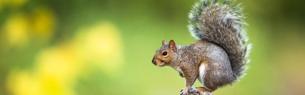 Squirrel perched on a fence. Twin Forks Pest Control® offers professional squirrel control services in Long Island, New York.