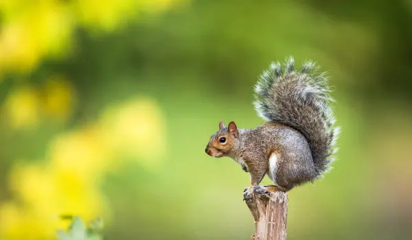 A squirrel rests on a broken piece of wood. Contact Twin Forks Pest Control® to get rid of squirrels today.