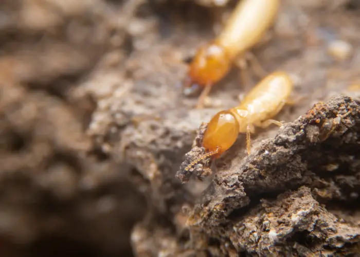 Closeup of a termite colony