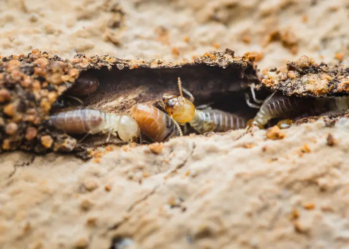 A termite infestation in a badly damaged section of a home