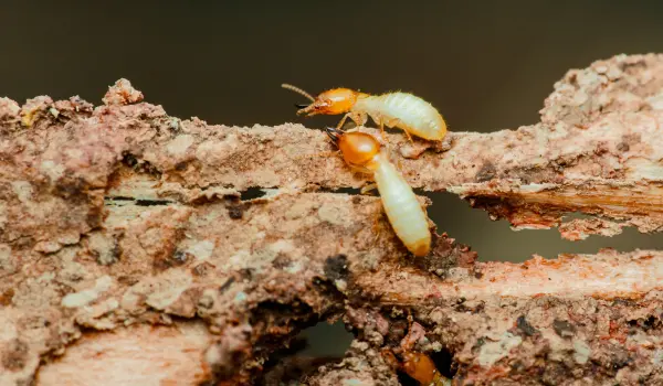 Treating termites with Permethrin SFR is safe and effective. Contact Twin Forks Pest Control® for a termite inspection today.