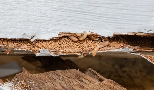 An exposed piece of siding filled with termites and frass. Contact Twin Forks Pest Control® to get rid of termites before they destroy your home or business.
