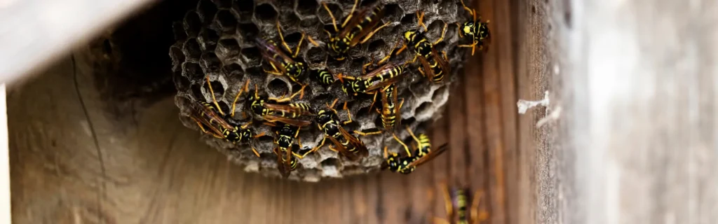 Wasps making a nest. Twin Forks Pest Control® offers professional wasp removal services in Long Island, New York.