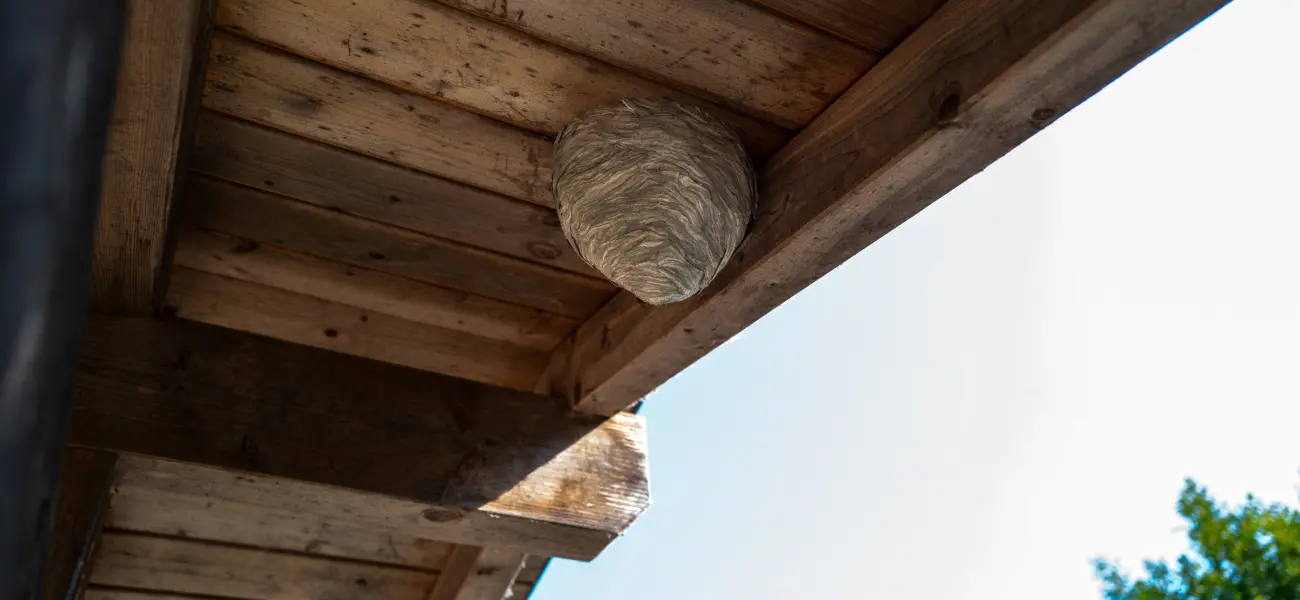 A wasp nest hangs from under a home in Long Island. Contact Twin Forks Pest Control® to set up a pest protection plan to safeguard your home.