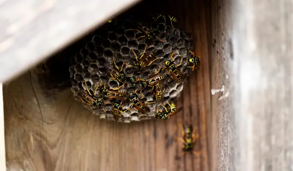 Wasps nesting under overhang of a Long Island home. Contact Twin Forks Pest Control® for your wasp extermination needs.