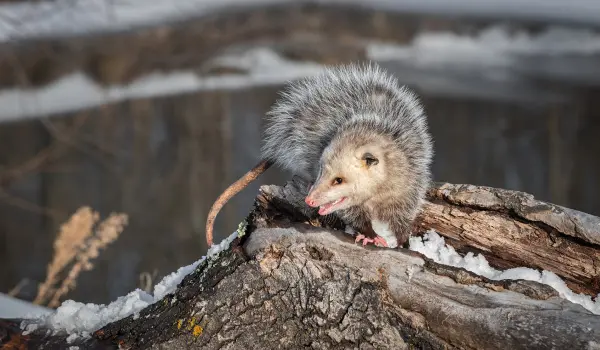 An opossum walking on a tree branch in Long Island. Contact Twin Forks Pest Control® to keep opossums and other wildlife away.