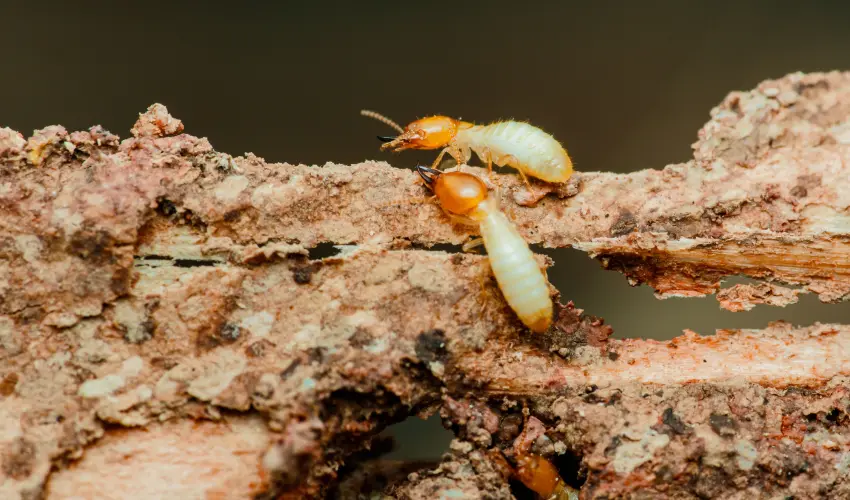 Wood-destroying termites. Twin Forks Pest Control® specializes in using a product called PERMETHRIN SFR, a safe and effective termite control solution.