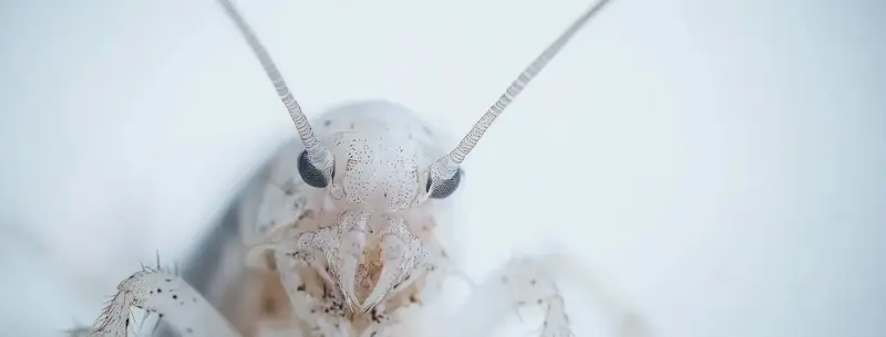 Closeup of a silverfish face crawling against a white background.