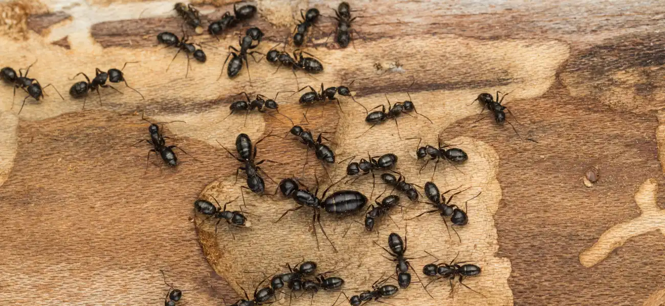 Black carpenter ant colony
