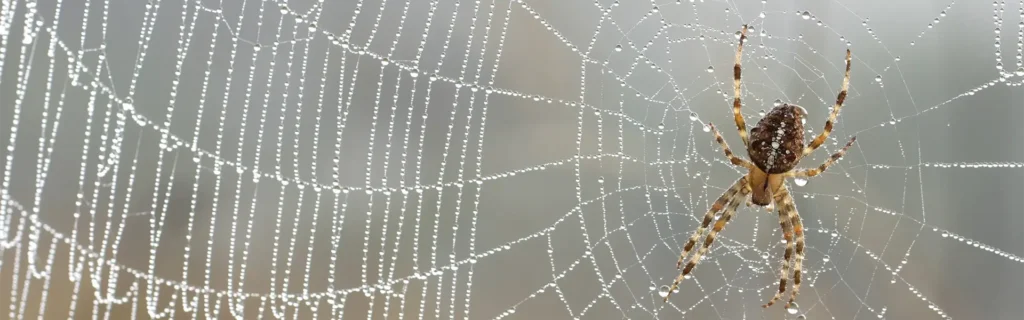 A spider on its web, surrounded by dew drops on the threads of the web.