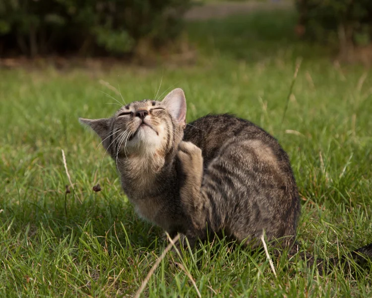 A tabby cat sitting on green grass scratching its chin for fleas with its hind leg.