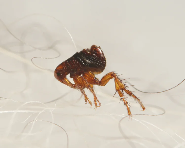 Extreme close-up macro view of a flea tangled in white pet fur.