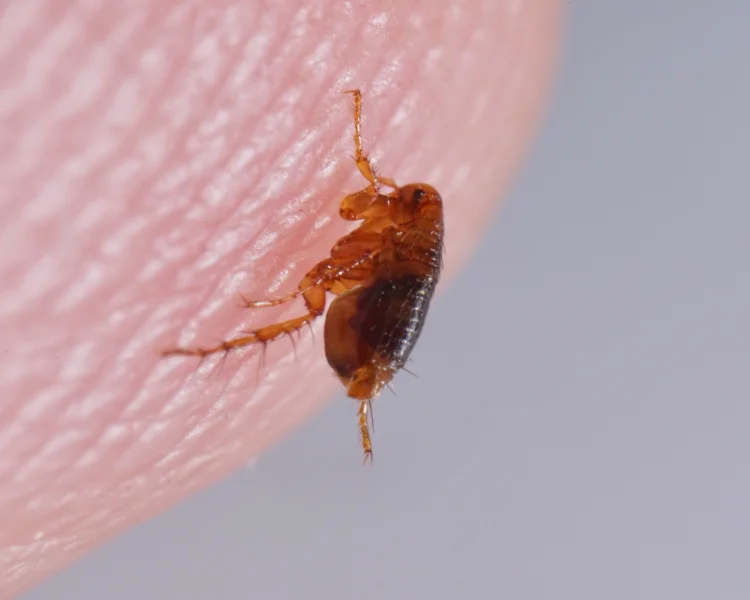 Extreme macro shot of a single flea resting on a human fingertip.
