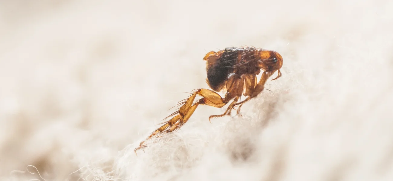 Extreme macro photograph of a flea crawling through light-colored carpet fibers.